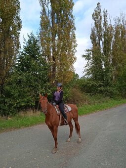 Klisna ČT, 5 let s předpokladem do sportu - 3