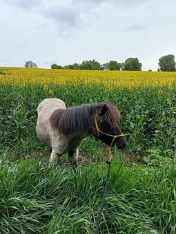 Prodám Shetlandskeho poníka s pp - 3