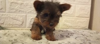 Jorkšírský teriér - 3