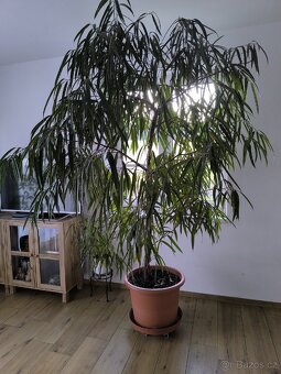 Fíkus úzkolistý - 3