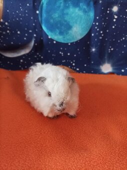 Morče,morčata Peruánec-Lunkarya z registrované Chs - 3