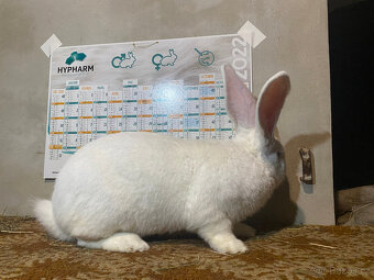 BELGICKÝ OBR ALBÍN - 3