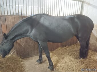 PRODÁME MLADOU LUXUSNÍ FRÍSKOU KLISNU.FRISKY KŮŇ FRIS - 3