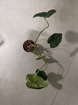 Pokojové rostliny - 3