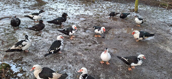 Kachna pižmová - 3