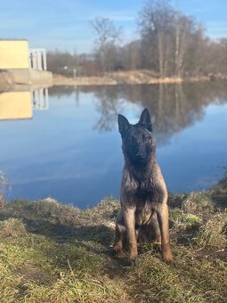 Belgický ovčák Malinois - 3
