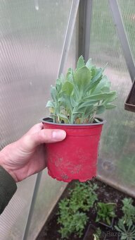 Rozchodník, sedum telephytum - 3