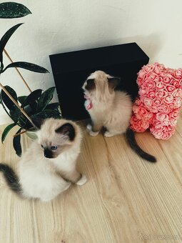 3 krásná koťátka plemene Ragdoll 🖤🐈 - 3