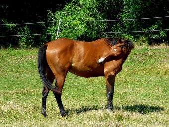 QH kobyla - 3