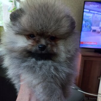 Pomeranian - kluci - 3