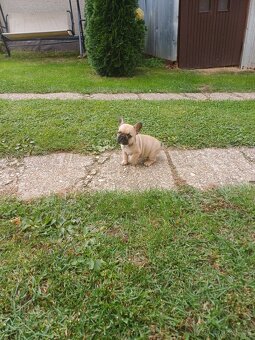 Francúzsky buldoček s pp - 3