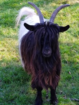 Walliserská koza - 3