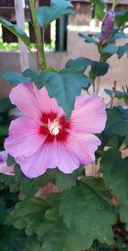 Ibišek venkovní - 3