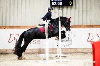 Skvělý PONY B (irský cob do sportu) PRODEJ, výkonnost SP - 3