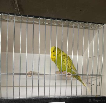 Andulky výstavní - samci - 3