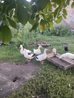 Kachny, kachny a kachny - 3