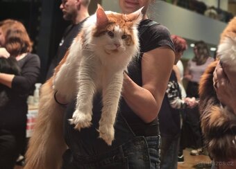 Mainská mývalí krytí - kocour s PP - 3