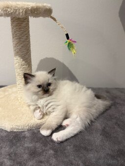 Ragdoll koťátka - 3