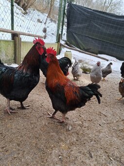 Kohouti Maransky - 3