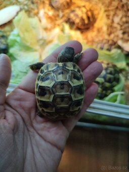 Želva zelenavá - 3
