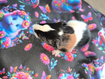 Morčeci miminka - 3