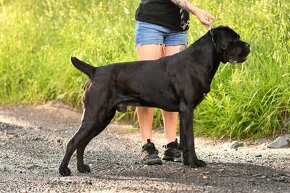 Černý krycí pes Cane Corso - 3