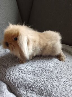 Zakrslý králík teddy gen beránek kluk hnědý - 3
