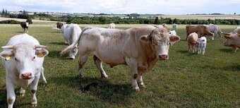 Plemenný býk Charolais - 3