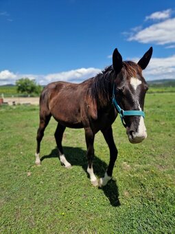 Roční hřebec appaloosa - 3