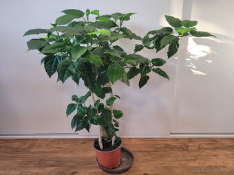 Ibišek pokojový (Hibiscus) - 3