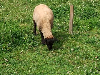 Suffolk x Texel - 3