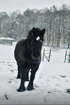 Irský Cob - rodinný parťák - 3