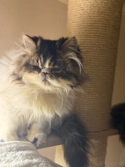 Perská koťátka - 3