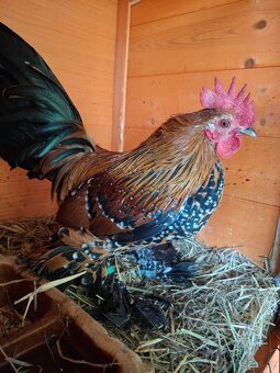 Prodám letošní kohouty zakrslé rousné porcelánové - 3