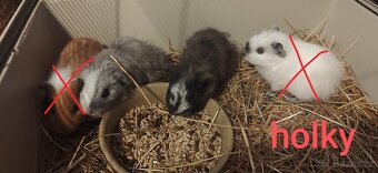 morče, morčátko - 3