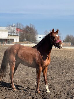 Oldenburg žrebec - 3