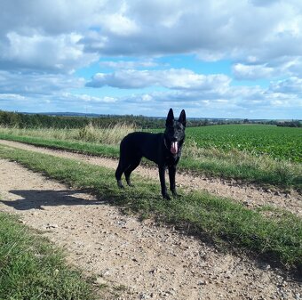 Německý ovčák - 3