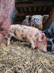 KUNE KUNE novozélandské pastevní prasátko - 3