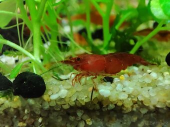 Krevetky Neocaridina d. - Red Sakura - SLEVA - 3
