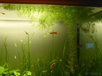 Akvarijni rostlinky - Vallisneria... - 3