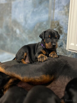 Doberman - šteniatka - 3