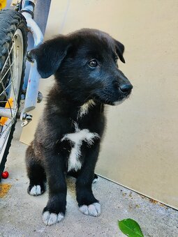 🐶Border Kolie chlapeček 🐶 - 3