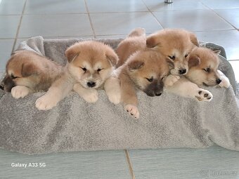 Akita Inu - 3