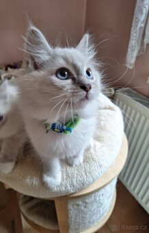 Nádherné koťátka Ragdoll s pp - 3