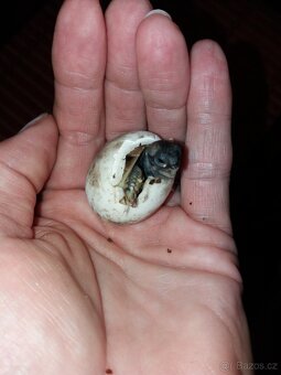 Želva zelenavá mláďata - 3