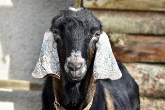 Připouštění AN s POP - 3