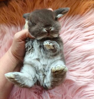 Krásní, vymazlení minilop králičci - 3