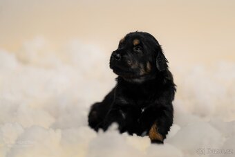 Štěňátka Hovawarta s PP - 3