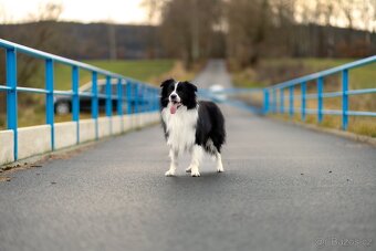 Border Kolie s PP - černobílé fenečky a jeden pejsek - 3