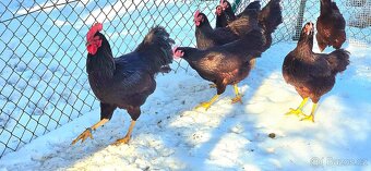 Rodajlenka, násadová vejce + kuřátka - 3